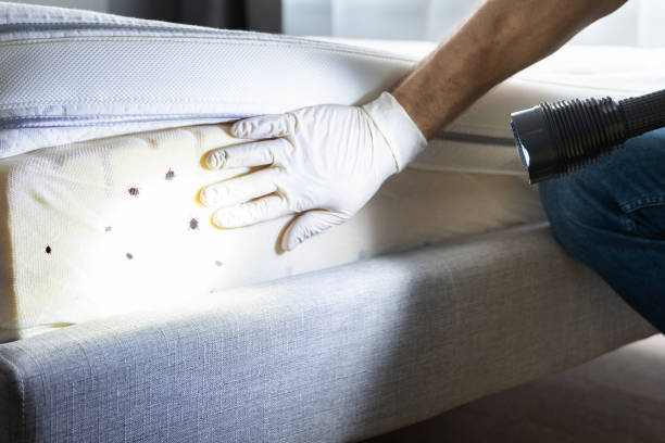 Best Cockroach Control Services  in Salina, UT