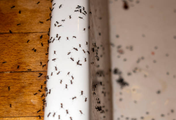 Flea Control Services in Salina, UT